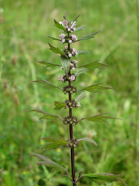 Leonurus cardiaca